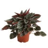 Peperomie - Peperomia Caperata 'Mendoza' -Garten im Freien 8720005 PR FS 001 PeperomiaMendozaT11DehnerExpressHerzig