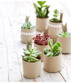 Neu eingetroffen -Garten im Freien 8722514 PR MO 002 Sukkulenten