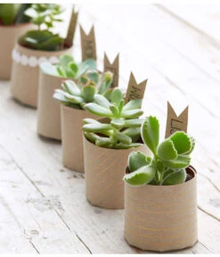 Mini Sukkulenten, Verschiedene Sorten -Garten im Freien 8722514 PR MO 006 Sukkulenten