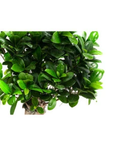 Chinesische Feige - Ficus Microcarpa -Garten im Freien 8723280 WE DE 001 FicusMicrocarpaT19