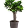 Chinesische Feige - Ficus Microcarpa 2 Chinesische Feige - Ficus Microcarpa -Garten im Freien 8723280 WE FS 001 FicusMicrocarpaT19
