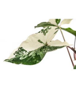 Purpurtute - Syngonium Podophyllum 'Albo Variegata', Panaschiert 9 Purpurtute - Syngonium Podophyllum 'Albo Variegata', Panaschiert -Garten im Freien 8723694 WE DE 001 PurpurtuteAlboVariegatumT14