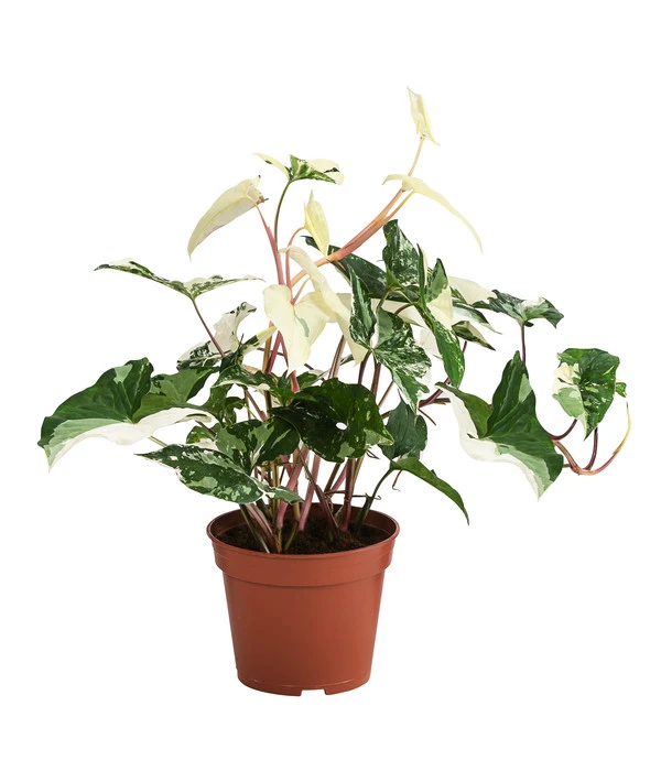 Purpurtute - Syngonium Podophyllum 'Albo Variegata', Panaschiert 3 Purpurtute - Syngonium Podophyllum 'Albo Variegata', Panaschiert