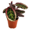 Korbmarante - Calathea 'Angela' -Garten im Freien 8742272 WE FS 001 CalatheaAngelaT12