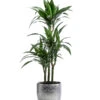Drachenbaum - Dracaena 'White Stripe', In Keramik 1 Drachenbaum - Dracaena 'White Stripe', In Keramik -Garten im Freien 8742520 WE FS 001 DrachenbaumWhiteStripeinKeramikT21