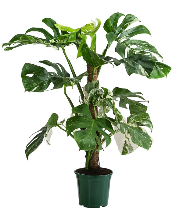 Fensterblatt - Monstera Deliciosa 'Variegata' Am Moosstab 3 Fensterblatt - Monstera Deliciosa 'Variegata' Am Moosstab