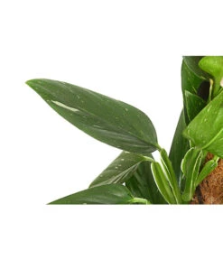 Baumfreund - Philodendron 'Cobra' -Garten im Freien 8747073 PR DE 001 PhilodendronCobraT19DehnerExpressHerzig