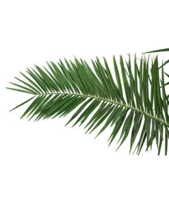 XXL Kanarische Dattelpalme, Ca. 170 Cm -Garten im Freien 8753063 PR DE 001 XXLKanarischeDattelpalme70L