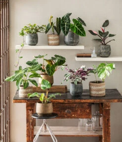 Fensterblatt - Monstera Deliciosa 'Variegata', Panaschiert -Garten im Freien 8765224 WE MO 002 PhilodendronVerrucosum