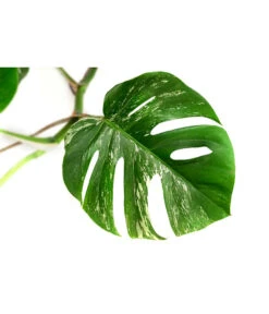 Fensterblatt - Monstera Deliciosa 'Variegata', Panaschiert -Garten im Freien 8765257 WE DE 001 MonsteraVariegataT17