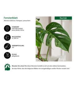 Fensterblatt - Monstera Deliciosa 'Variegata' Am Moosstab 6 Fensterblatt - Monstera Deliciosa 'Variegata' Am Moosstab -Garten im Freien 8765257 WE IG 001 FensterblattMonsteraVariegata