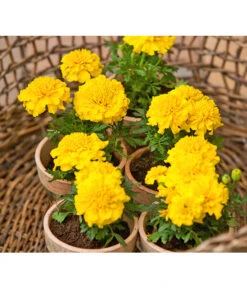 Studentenblume, Verschiedene Farben -Garten im Freien 8807091 BildFS 001 StudentenblumeTagetesKleinblumigT9