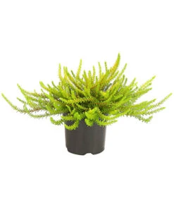 Krähenbeere -Garten im Freien 8812216 WE FS 001 EmpetrumNigrumKraehenbeereT11DehnerExpressHerzig