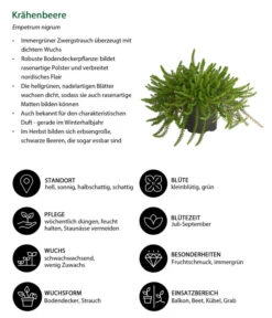 Krähenbeere -Garten im Freien 8812216 WE IG 001 Kraehenbeere