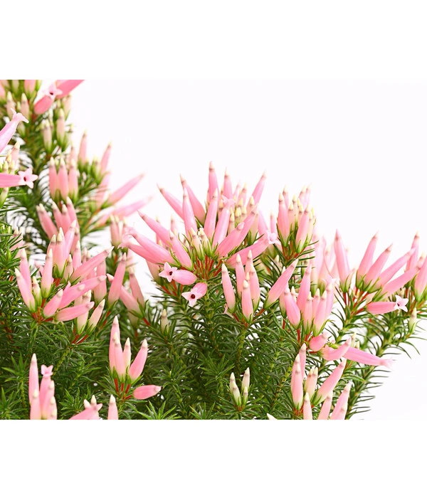 Wachsheide 4 Wachsheide – Bild 2