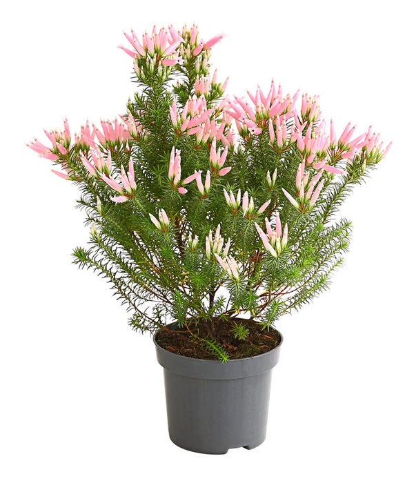 Wachsheide 3 Wachsheide