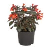 Fuchsie Koralle -Garten im Freien 8812745 PR FS 001 FuchsiaFuchsieKoralleDehnerExpressHerzig