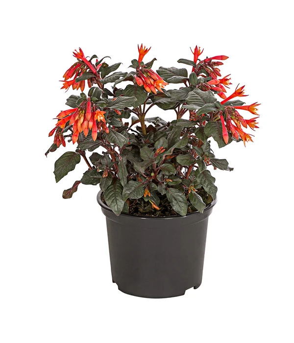 Fuchsie Koralle 3 Fuchsie Koralle