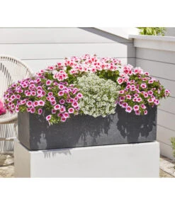 Minihängepetunie 'Rosenauge' 8 Minihängepetunie 'Rosenauge' -Garten im Freien 8812992 8809568 8809568 8815938 WE MO 001 GeranieStehendSmokeyEye LobulariaSnowPrincess MinihaengepetunieRosenauge