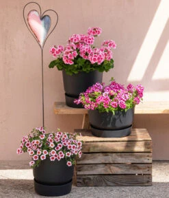 Eisenkraut 'Knutschfleck', Verschiedene Sorten -Garten im Freien 8815938 6769020 6714232 8811580 8818445 WE MO 001 MHPRosenaugeKnutschfleck 1