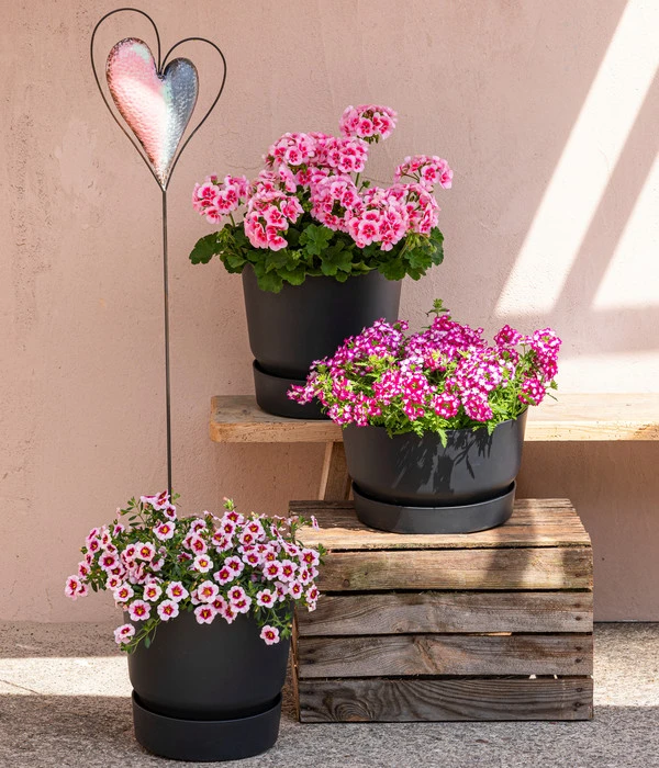 Minihängepetunie 'Rosenauge' 4 Minihängepetunie 'Rosenauge' – Bild 2