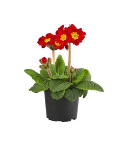 Stängelprimel, Verschiedene Farben -Garten im Freien 8816498 PR FS 001 PrimelStaengelprimelPrimulaT12DehnerExpressHerzig