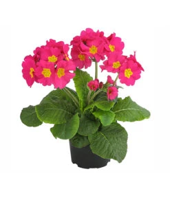 Stängelprimel, Verschiedene Farben -Garten im Freien 8816498 PR FS 002 StaengelprimelPrimulaElatiorT12DehnerExpressHerzig