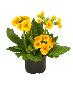 Stängelprimel, Verschiedene Farben -Garten im Freien 8816498 PR FS 003 StaengelprimelPrimulaElatiorT12DehnerHerzig