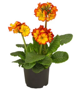 Stängelprimel, Verschiedene Farben -Garten im Freien 8816498 PR FS 004 StaengelprimelPrimulaElatiorT12DehnerHerzig