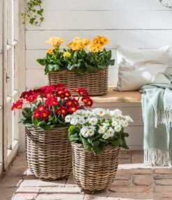 Stängelprimel, Verschiedene Farben -Garten im Freien 8816498 WE MO 001 StaengelprimelPrimulaElatiorT12BL02