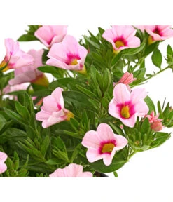 Minihängepetunie 'Rosenauge' 9 Minihängepetunie 'Rosenauge' -Garten im Freien 8816639 WE DE 001 MinihaengepetunieCalibrachoaHybrideMixT12OWDehnerExpressHerzig