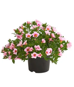 Minihängepetunie 'Rosenauge'