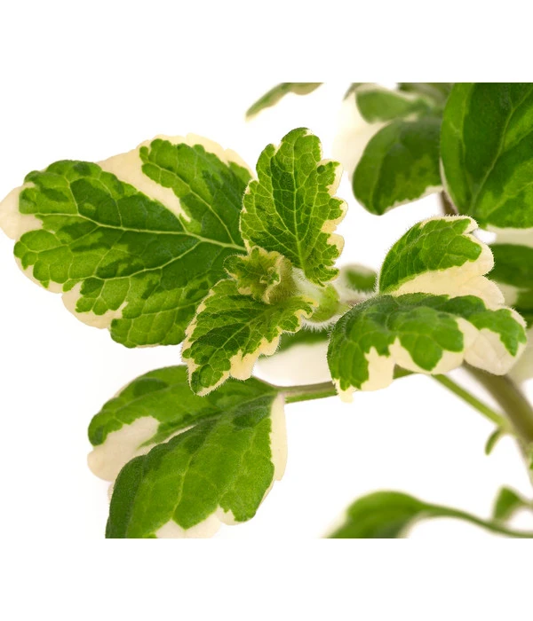 Weihrauch 6 Weihrauch – Bild 4