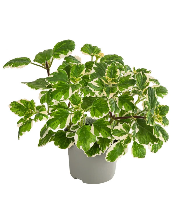 Weihrauch 3 Weihrauch