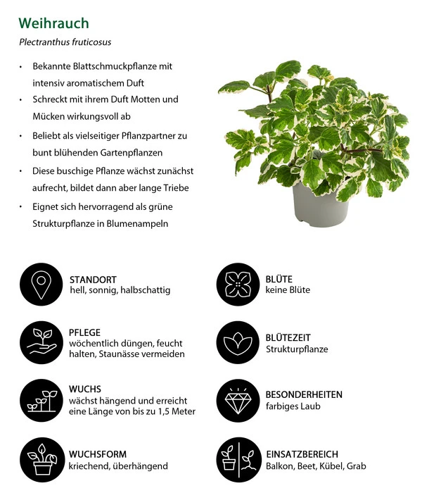 Weihrauch 5 Weihrauch – Bild 3