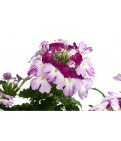 Eisenkraut 'Knutschfleck', Verschiedene Sorten -Garten im Freien 8818445 WE DE 001 VerbeneKnutschfleckT12