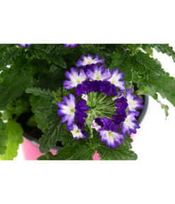 Eisenkraut 'Knutschfleck', Verschiedene Sorten -Garten im Freien 8818445 WE DE 002 VerbeneKnutschfleckT12