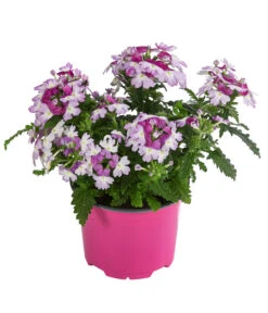 Eisenkraut 'Knutschfleck', Verschiedene Sorten