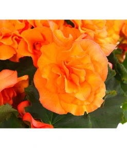 Begonie 'Solenia', Verschiedene Sorten -Garten im Freien 8821290 PR DE 002 HaengebegonieSoleniaT12DehnerExpressHerzig