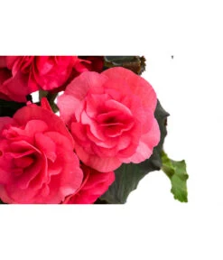 Begonie 'Solenia', Verschiedene Sorten -Garten im Freien 8821290 WE DE 001 BegonieSoleniaPinkT12