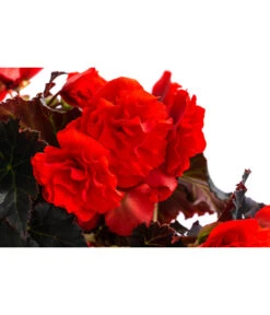 Begonie 'Solenia', Verschiedene Sorten -Garten im Freien 8821290 WE DE 002 BegonieSoleniaRotT12