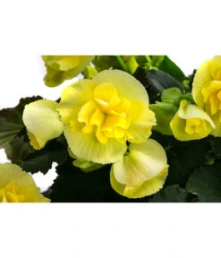Begonie 'Solenia', Verschiedene Sorten -Garten im Freien 8821290 WE DE 003 BegonieSoleniaGelbT12