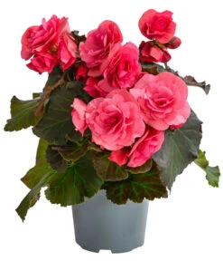 Begonie 'Solenia', Verschiedene Sorten -Garten im Freien 8821290 WE FS 001 BegonieSoleniaPinkT12