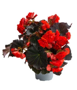 Begonie 'Solenia', Verschiedene Sorten -Garten im Freien 8821290 WE FS 002 BegonieSoleniaRotT12