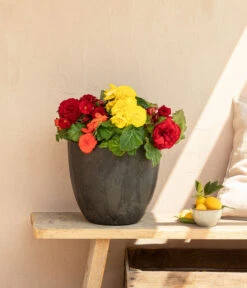 Begonie 'Solenia', Verschiedene Sorten -Garten im Freien 8821290 WE MO 001 BegonieSolenia