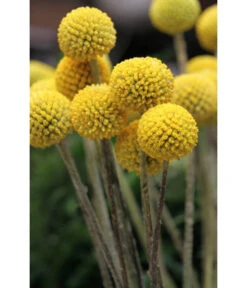 Trommelschlägel 'Golf Beauty' 12 Trommelschlägel 'Golf Beauty' -Garten im Freien 8823056 PR MO 001 CraspediaglobosaGolfBeautyT13Pixabay