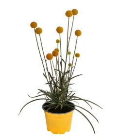 Trommelschlägel 'Golf Beauty' 10 Trommelschlägel 'Golf Beauty' -Garten im Freien 8823056 WE FS 001 TrommelschlaegelGolfBeauty