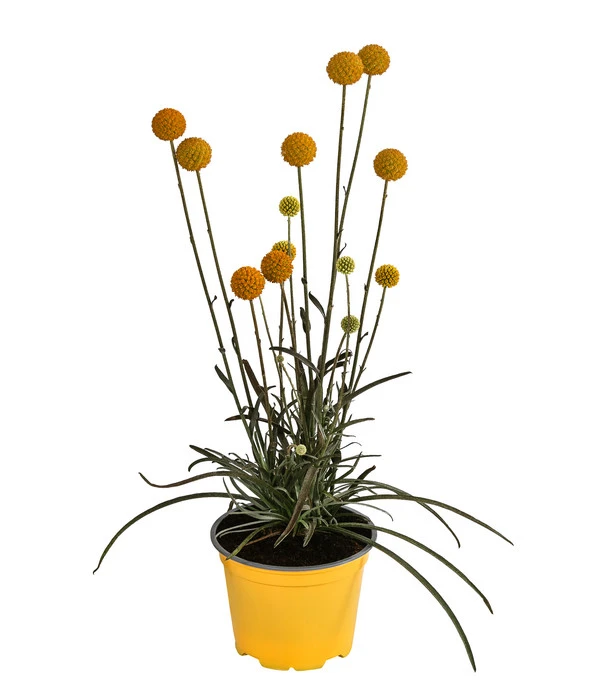 Trommelschlägel 'Golf Beauty' 4 Trommelschlägel 'Golf Beauty' – Bild 2