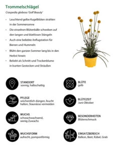 Trommelschlägel 'Golf Beauty' 15 Trommelschlägel 'Golf Beauty' -Garten im Freien 8823056 WE IG 001 Trommelschlaegel