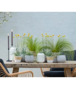 Trommelschlägel 'Golf Beauty' 11 Trommelschlägel 'Golf Beauty' -Garten im Freien 8823056 WE MO 001 CraspediaTrommelschlaegel